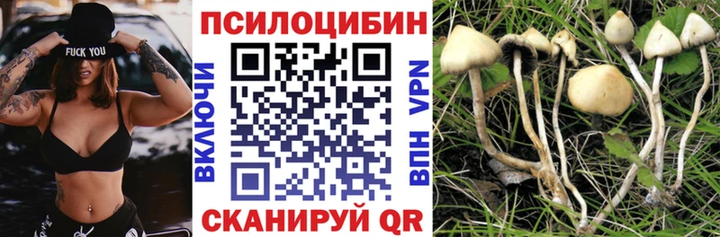 Псилоцибиновые грибы Psilocybe  Новая Ладога 